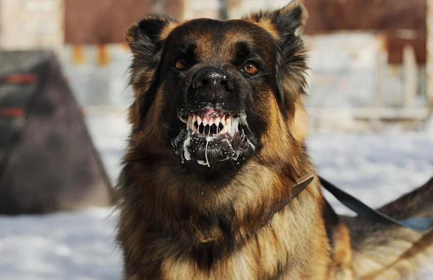 AK Parti'den başıboş köpek meselesine çözüm: Hızlı kısırlaştırma, gerekirse uyutma