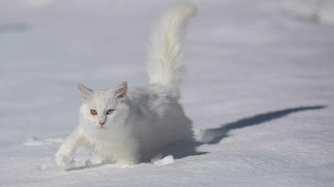 Van Kedileri beyaz örünün üzerinde tüm güzellikleriyle keyif yaptı