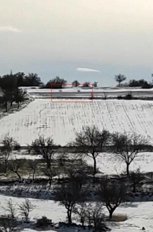 Aç kurtları görünce ne yapacağını şaşırdı! Bağıra çağıra kovaladı