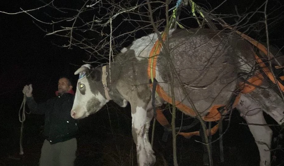 Dereye düşen inek vinçle kurtarıldı