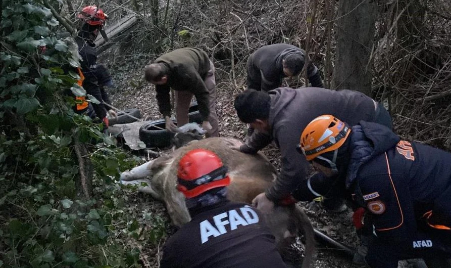 Dereye düşen inek vinçle kurtarıldı