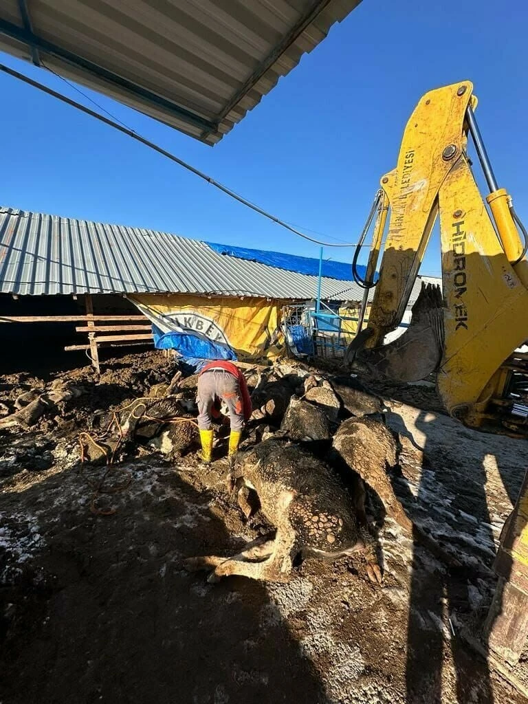 Sokak köpekleri ahırdaki hayvanları telef etti, belediye harekete geçti - 1. Resim