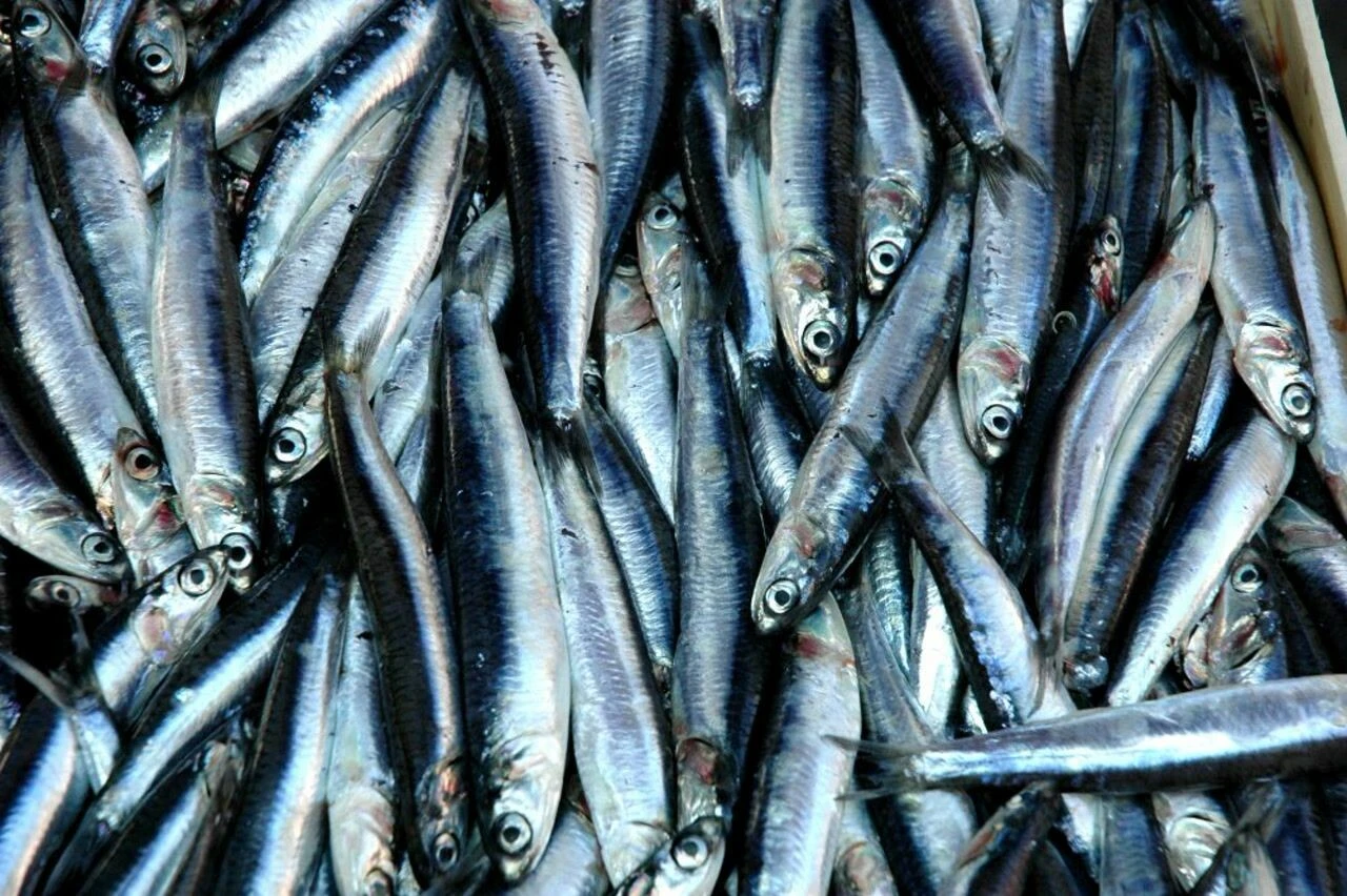 Fırtına balık tezgahını vurdu! Fiyatlar kırmızı eti geçti - 1. Resim