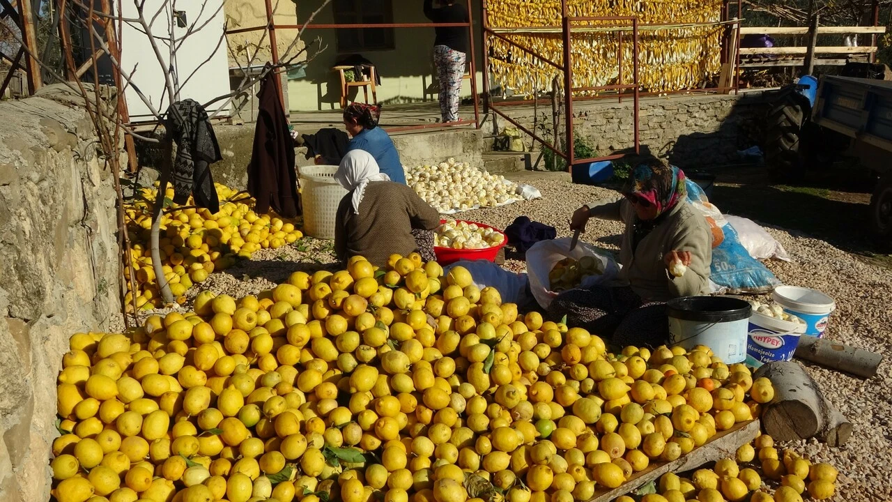Meyvesi para etmiyor, kabuğu altın değerinde!