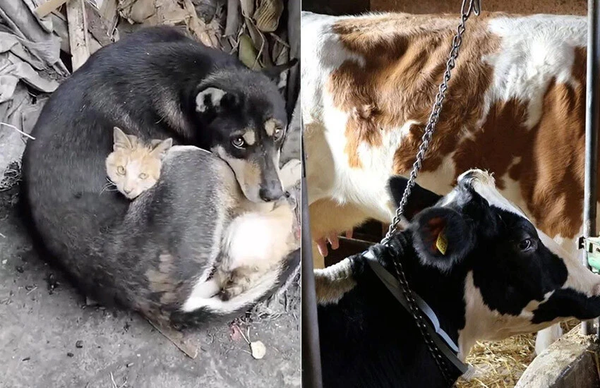 Dalgıçlar keşfetti, bazıları şehri terk etti! İşte depremi önceden hisseden hayvanlar - 2. Resim