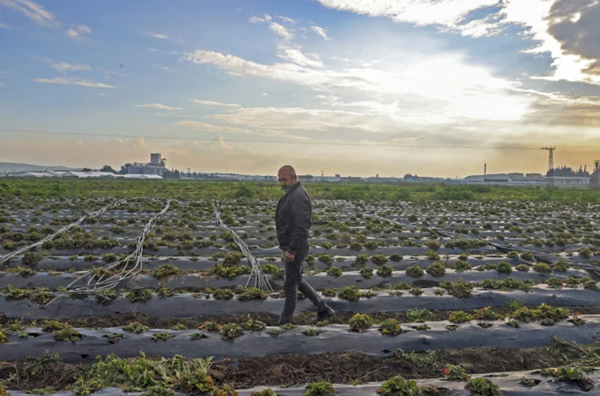 Hatay'ın yaraları bereketli topraklarıyla sarılacak - 2. Resim