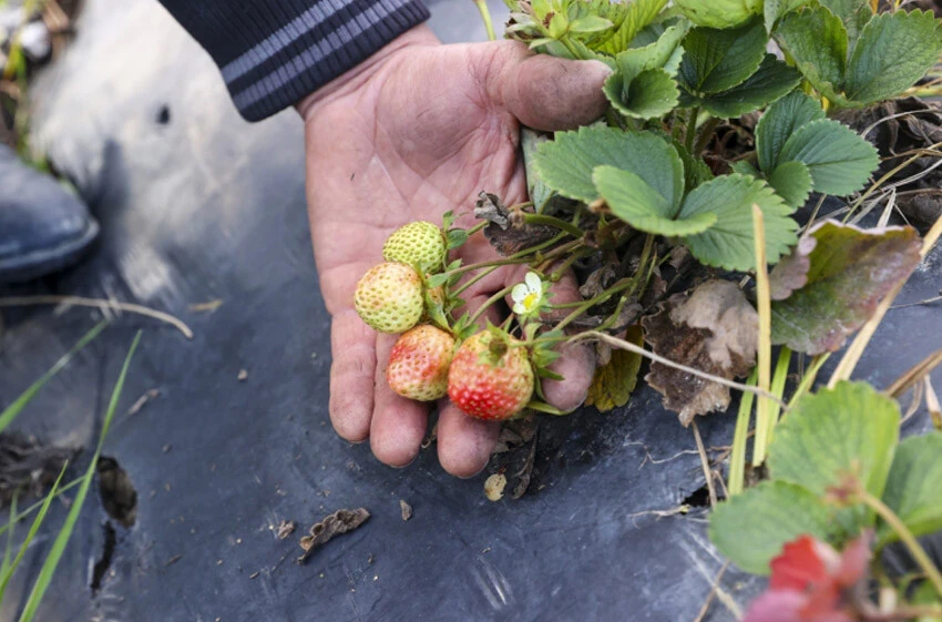 Hatay'ın yaraları bereketli topraklarıyla sarılacak - 3. Resim