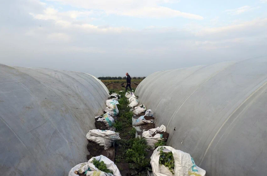 Hatay'ın yaraları bereketli topraklarıyla sarılacak - 5. Resim