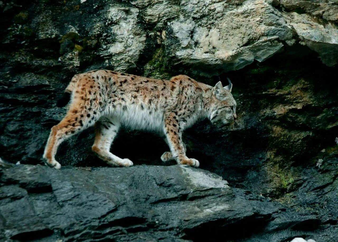 Koruma altındaki vaşak önce poz verdi sonra ortadan kayboldu - 1. Resim