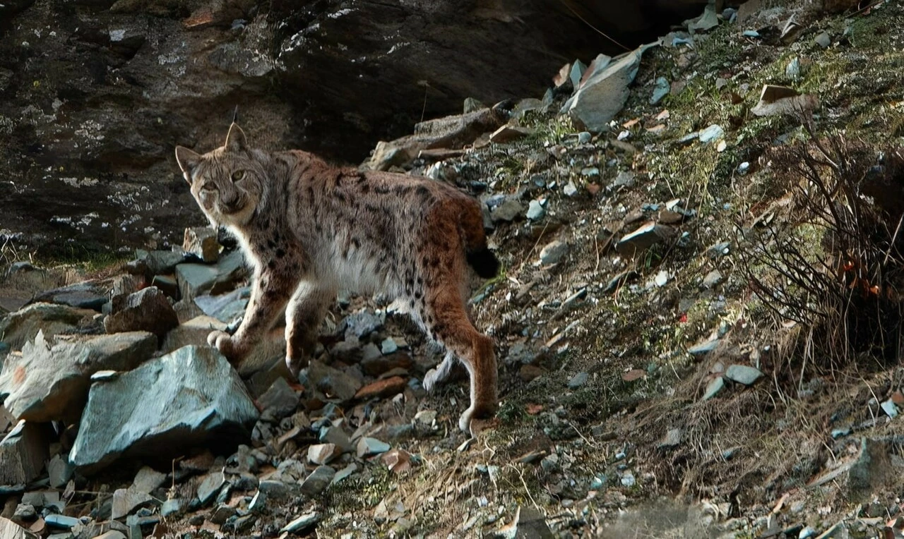 Koruma altındaki vaşak önce poz verdi sonra ortadan kayboldu - 2. Resim