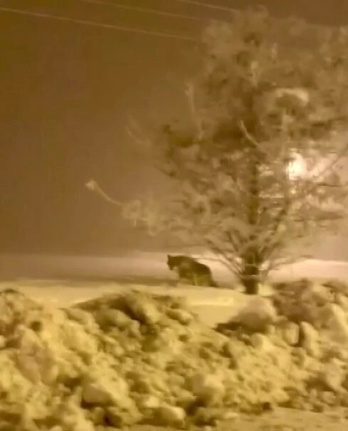 Şehre inen aç kurt köpeği parçaladı: O anlar bölge halkını ürküttü - 2. Resim