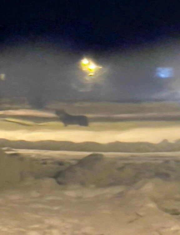 Şehre inen aç kurt köpeği parçaladı: O anlar bölge halkını ürküttü - 1. Resim