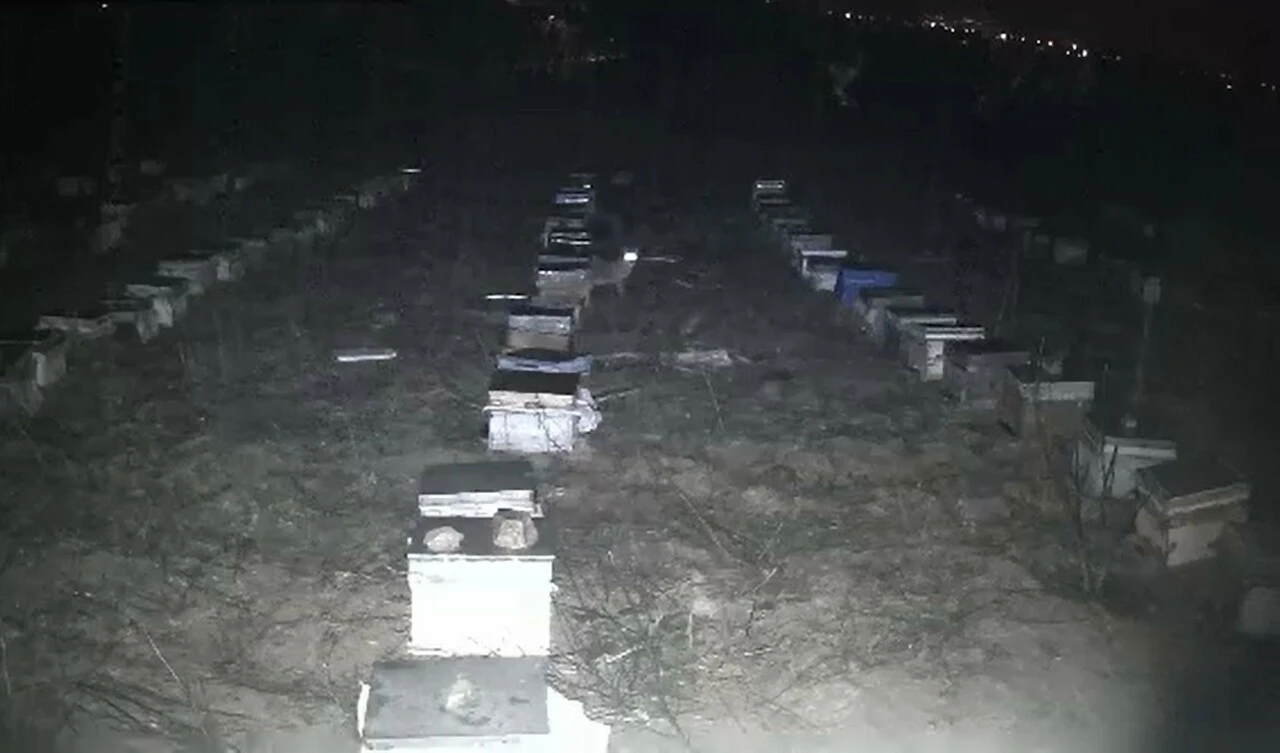 Bu defa ayılar değil çakallar! Arılara saldırıp ballarını yediler