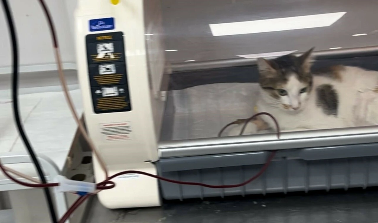 Kediden kediye kan nakli yapıldı: Kedilerin 100'ün üzerinde kan grubu var