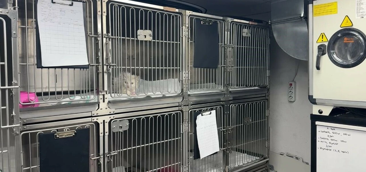 Kediden kediye kan nakli yapıldı: Kedilerin 100'ün üzerinde kan grubu var