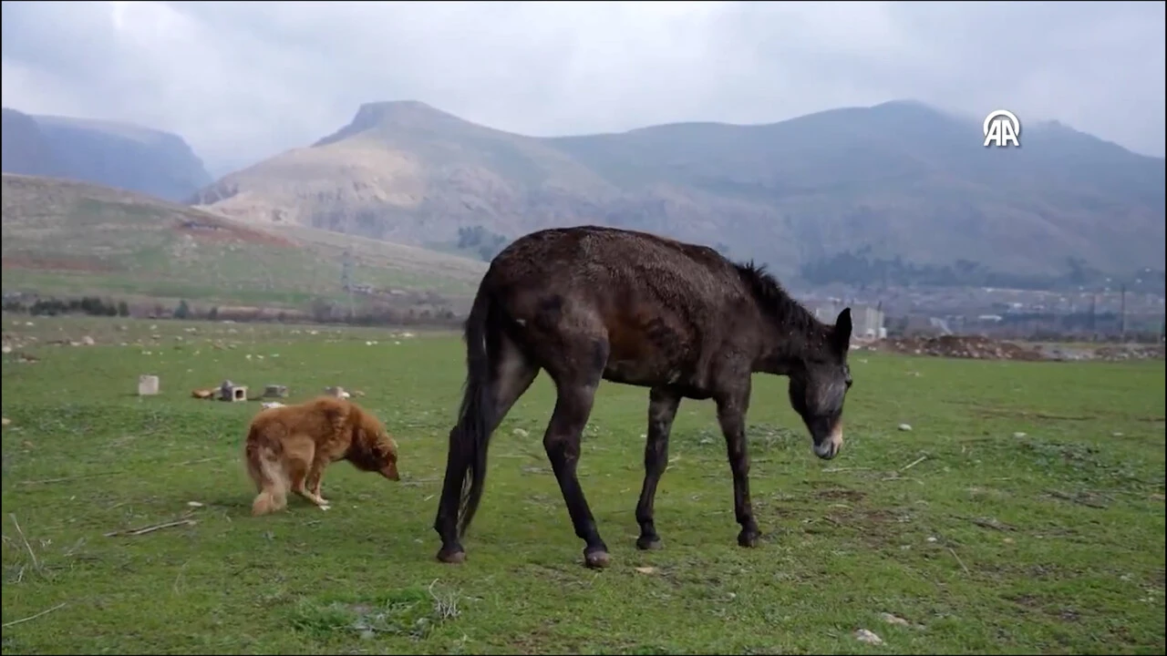 Bacağı kırıldıktan sonra bir köşeye atılan katıra sokak köpeği sahip çıktı