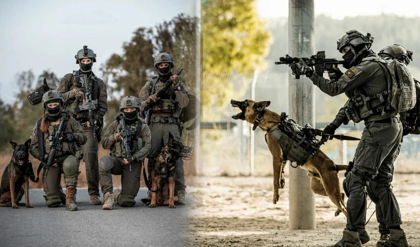 Gölge savaşının bir parçası 'köpek savaşı'