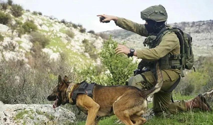 Gölge savaşının bir parçası 'köpek savaşı'