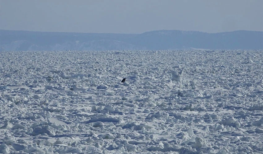 Katil balinalar buz kütlesine sıkıştı - 1. Resim