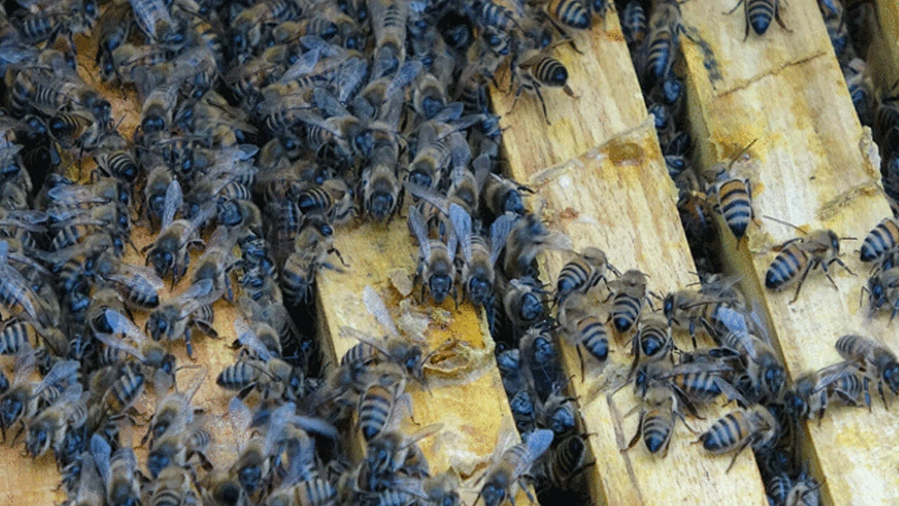 Ayılar, yılanlar derken şimdi de arılar kış uykusuna yatamadı