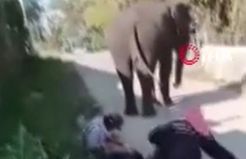 Ekmek teknesi fili tarafından ezilerek böyle öldü! - 1. Resim