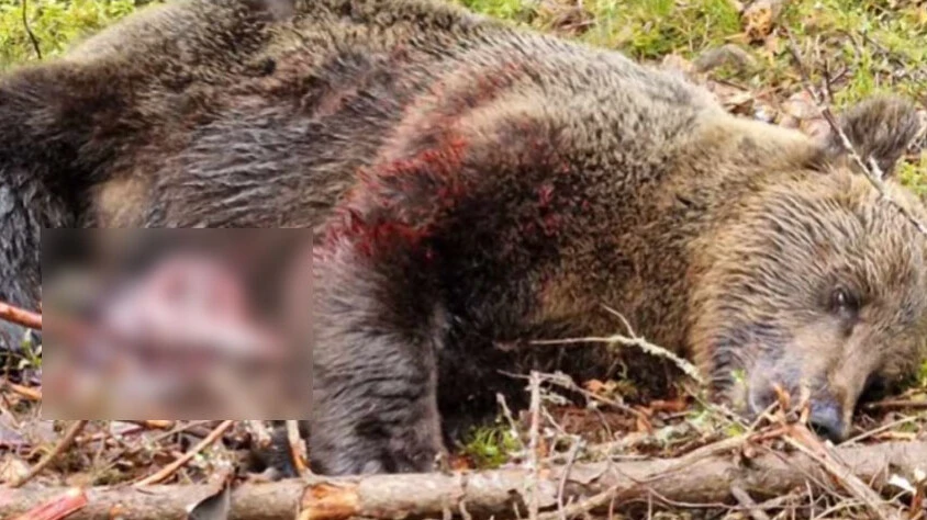 Kendini ve oğlunu ısıran ayıyı yiyerek intikam aldı - 2. Resim