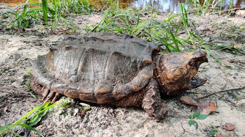 Timsahları bile korkutan 'dinozor benzeri' kaplumbağa bulundu
