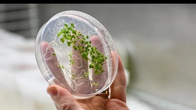 Alper Gezeravcı'nın uzayda gerçekleştirdiği "Extremophyte" deneyi için sonuçlar belli oldu