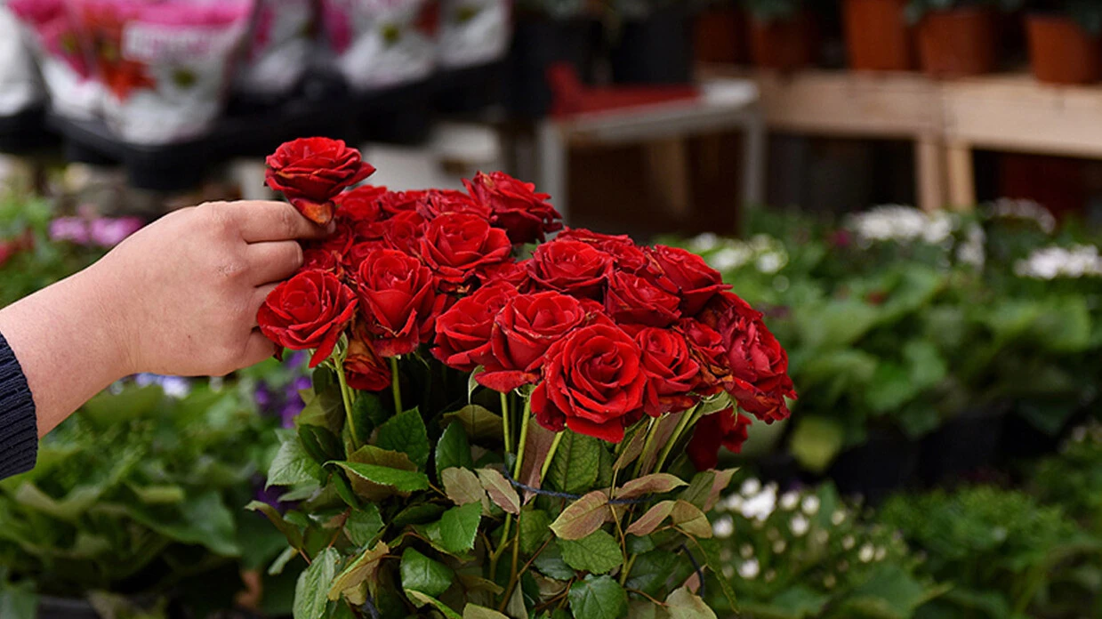 Çiçek fiyatları el yakıyor... Sevgililer gününde uçuşa geçti!