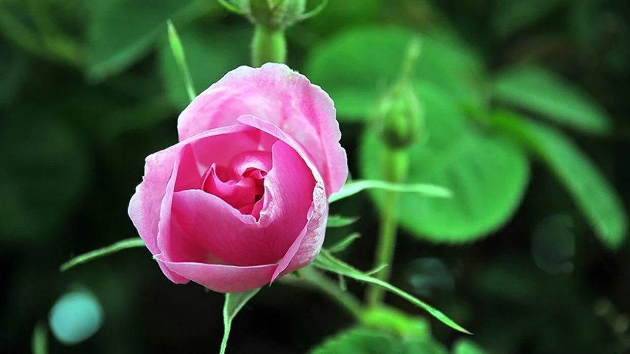 Çiçek fiyatları el yakıyor... Sevgililer gününde uçuşa geçti!