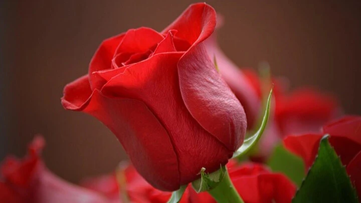 Gül fiyatı ne kadar? 1 tane gül ne kadar? Bir demet gül fiyatı kaç TL? 14 Şubat 2024 gül fiyatları - 1. Resim