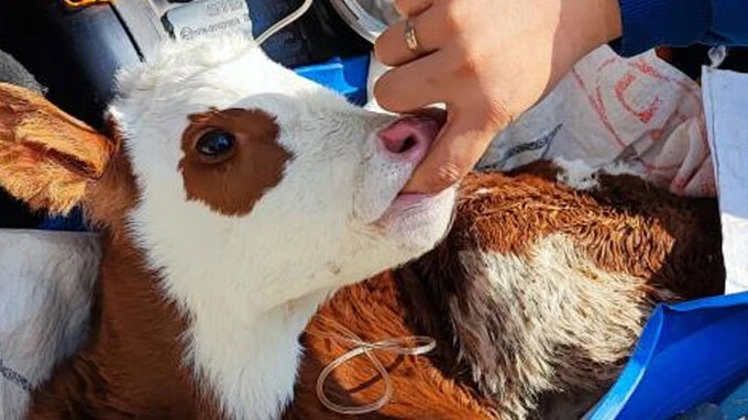 Hastalanan buzağıya bagajda serum takıldı - 1. Resim