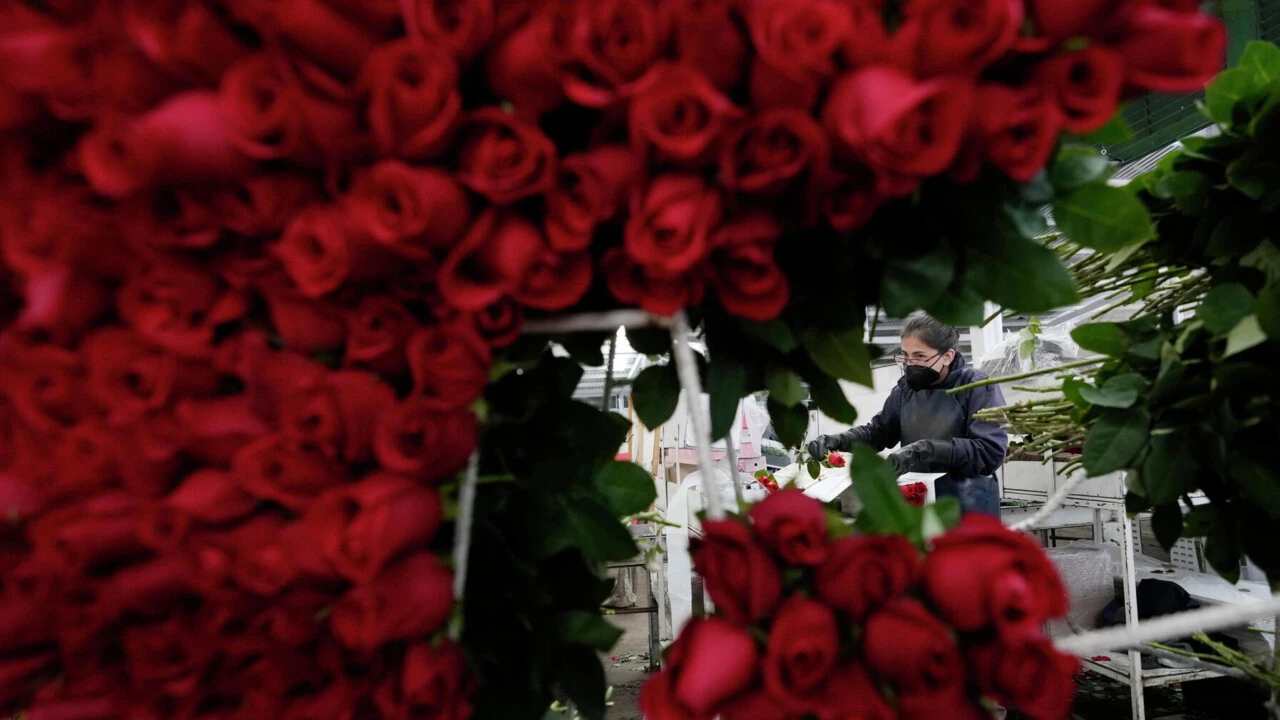 Sevgililer Günü'nde gül almak hayal oldu: Tane fiyatı da buketi de el yakıyor