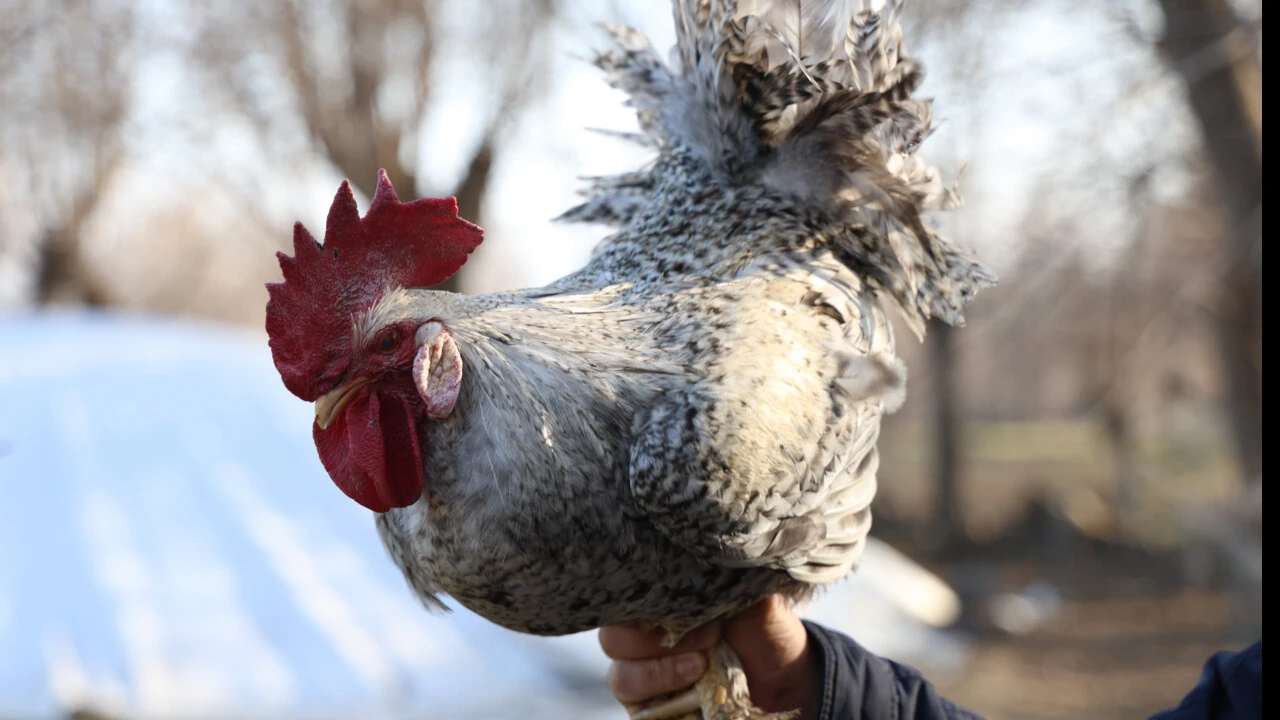 Tam kesilecekken "Anne" diye bağıran horoz gündemden düşmüyor! Videosu rekor kırdı