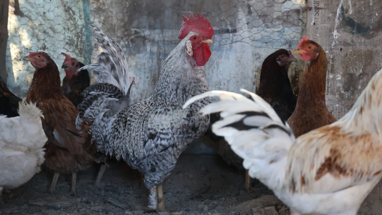 Tam kesilecekken "Anne" diye bağıran horoz gündemden düşmüyor! Videosu rekor kırdı