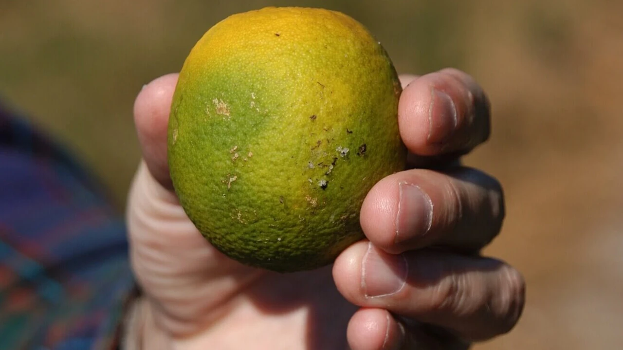 Çiftçiler karantina için alarma geçti! Narenciyeyi yok eden salgın hastalık kapıda - 1. Resim