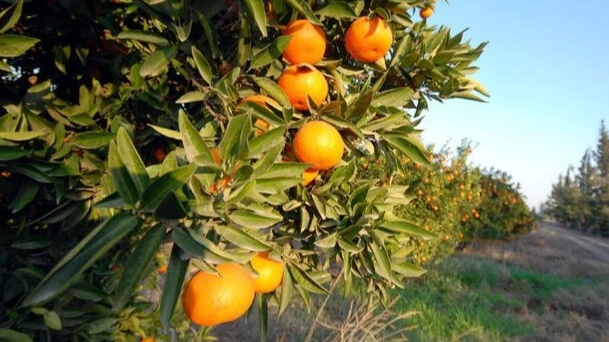 Çiftçiler karantina için alarma geçti! Narenciyeyi yok eden salgın hastalık kapıda - 2. Resim