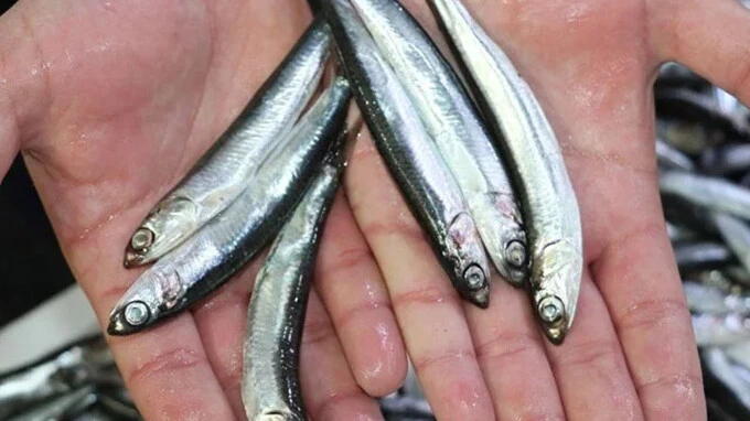 Hamsi ihracatı yüzleri güldürdü