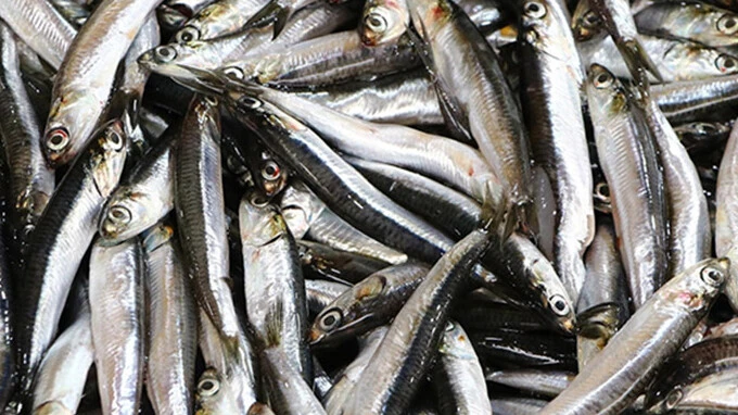 Hamsi ihracatı yüzleri güldürdü