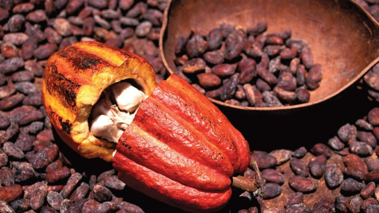 Kuraklık kakaoyu vurdu, ağzımızın tadı kaçtı! Çikolataya zam göründü - 1. Resim