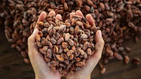 Kuraklık kakaoyu vurdu, ağzımızın tadı kaçtı! Çikolataya zam göründü - 3. Resim