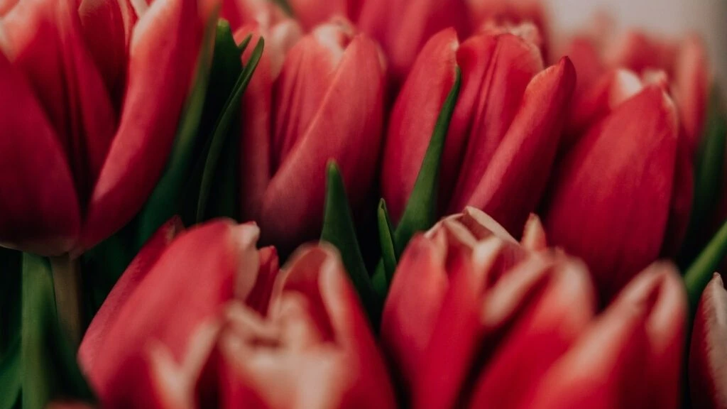 Sevgililer Günü'nde alınacak anlamlı çiçekler! Hangi çiçek hangi anlama gelir? Eşinize en özel ve anlamlı çiçeği seçin - 6. Resim