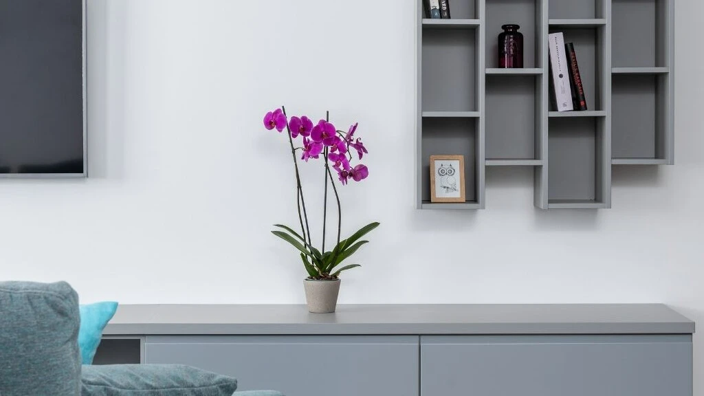 Sevgililer Günü'nde alınacak anlamlı çiçekler! Hangi çiçek hangi anlama gelir? Eşinize en özel ve anlamlı çiçeği seçin - 1. Resim