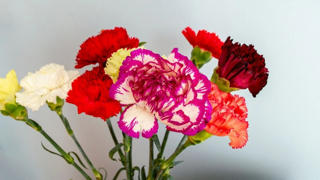 Sevgililer Günü'nde alınacak anlamlı çiçekler! Hangi çiçek hangi anlama gelir? Eşinize en özel ve anlamlı çiçeği seçin - 2. Resim