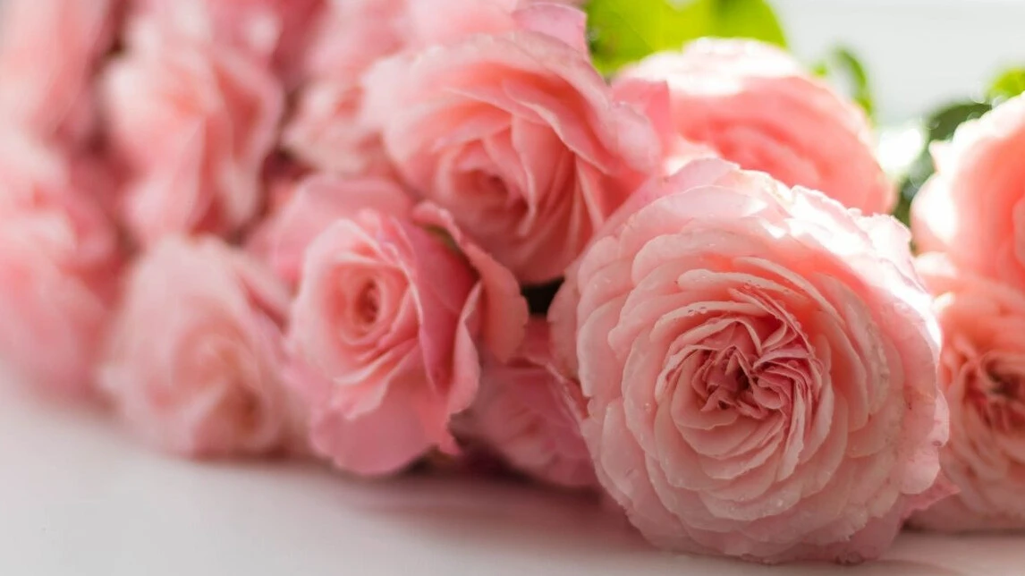 Sevgililer Günü'nde alınacak anlamlı çiçekler! Hangi çiçek hangi anlama gelir? Eşinize en özel ve anlamlı çiçeği seçin - 3. Resim