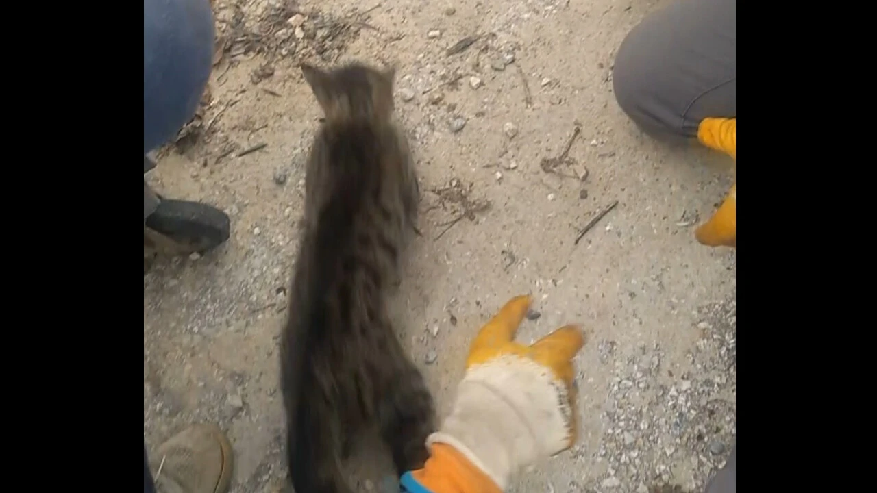 İşçiler minik kedi için seferber oldu: Kafası konserve kutusuna sıkışan kediyi böyle kurtardılar - 1. Resim