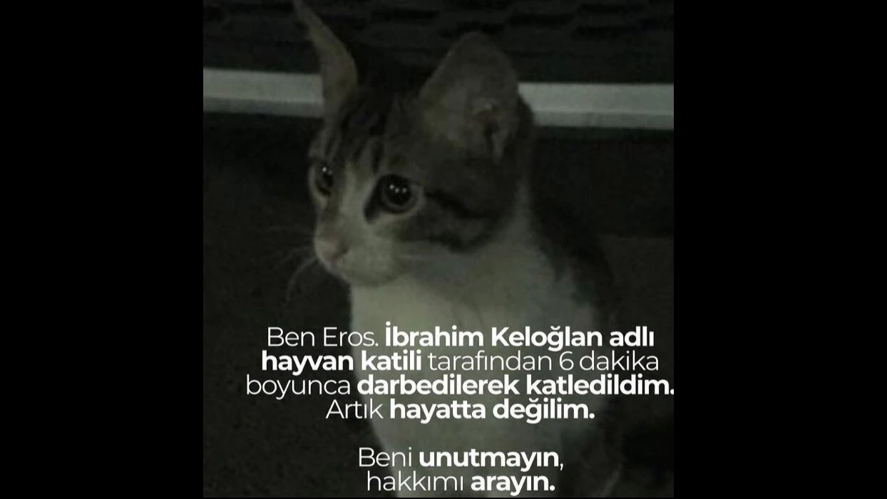 Kediyi ayağıyla ezerek öldürdü, herkes hep bir ağızdan bağırdı... İbrahim Keloğlan tutuklansın, katil istemiyoruz... - 1. Resim