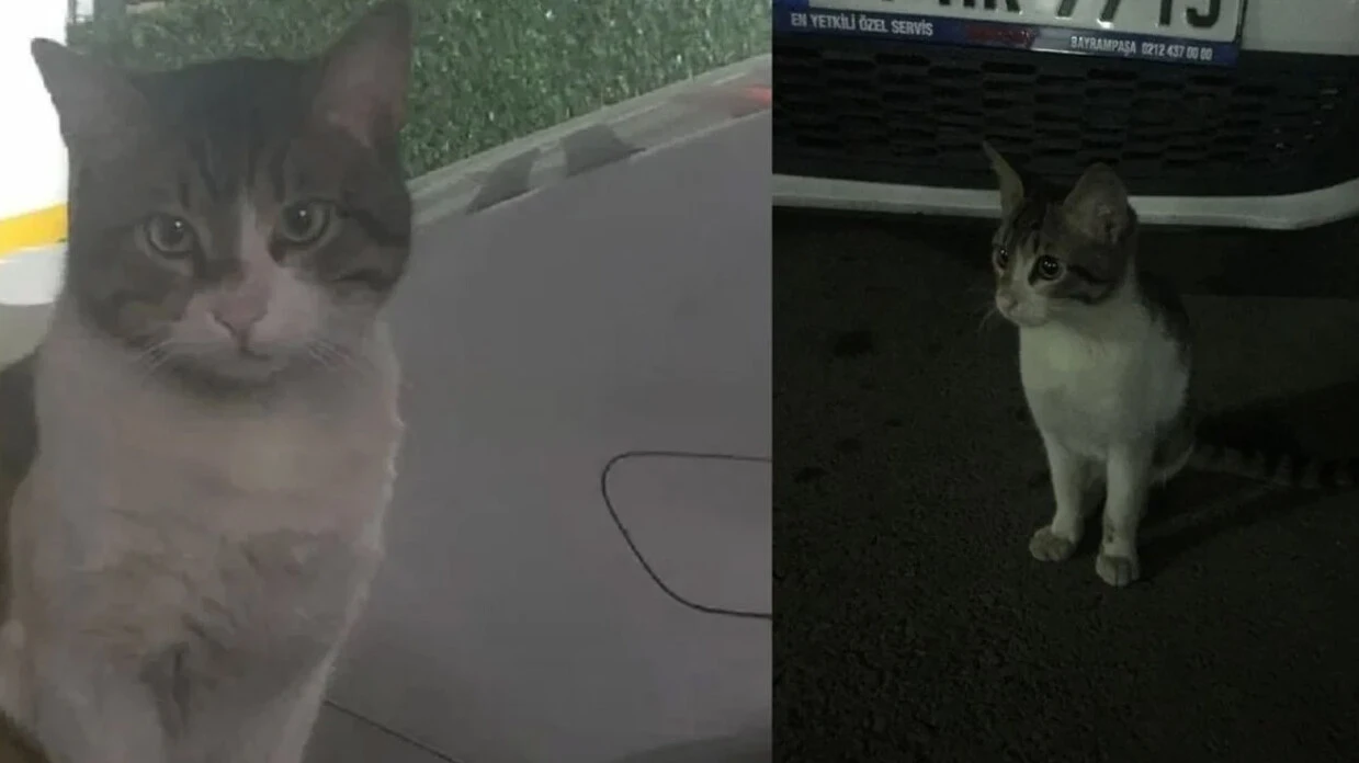 Kediyi ayağıyla ezerek öldürdü, herkes hep bir ağızdan bağırdı... İbrahim Keloğlan tutuklansın, katil istemiyoruz... - 2. Resim