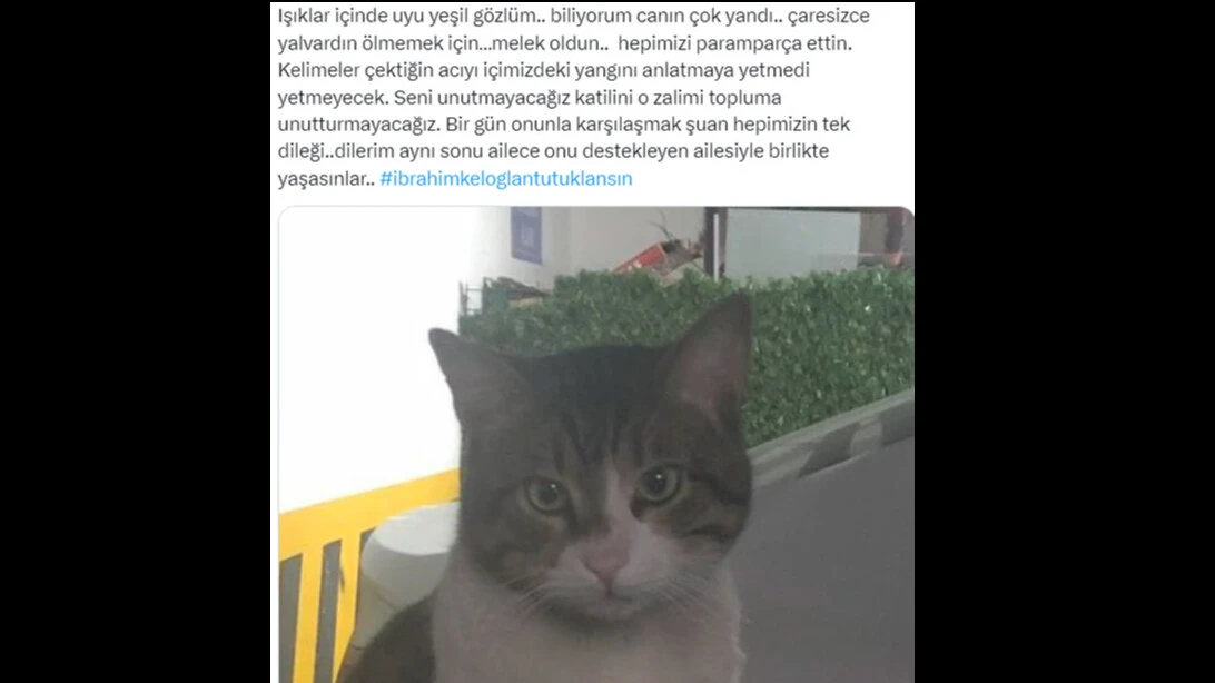 Kediyi ayağıyla ezerek öldürdü, herkes hep bir ağızdan bağırdı... İbrahim Keloğlan tutuklansın, katil istemiyoruz... - 4. Resim