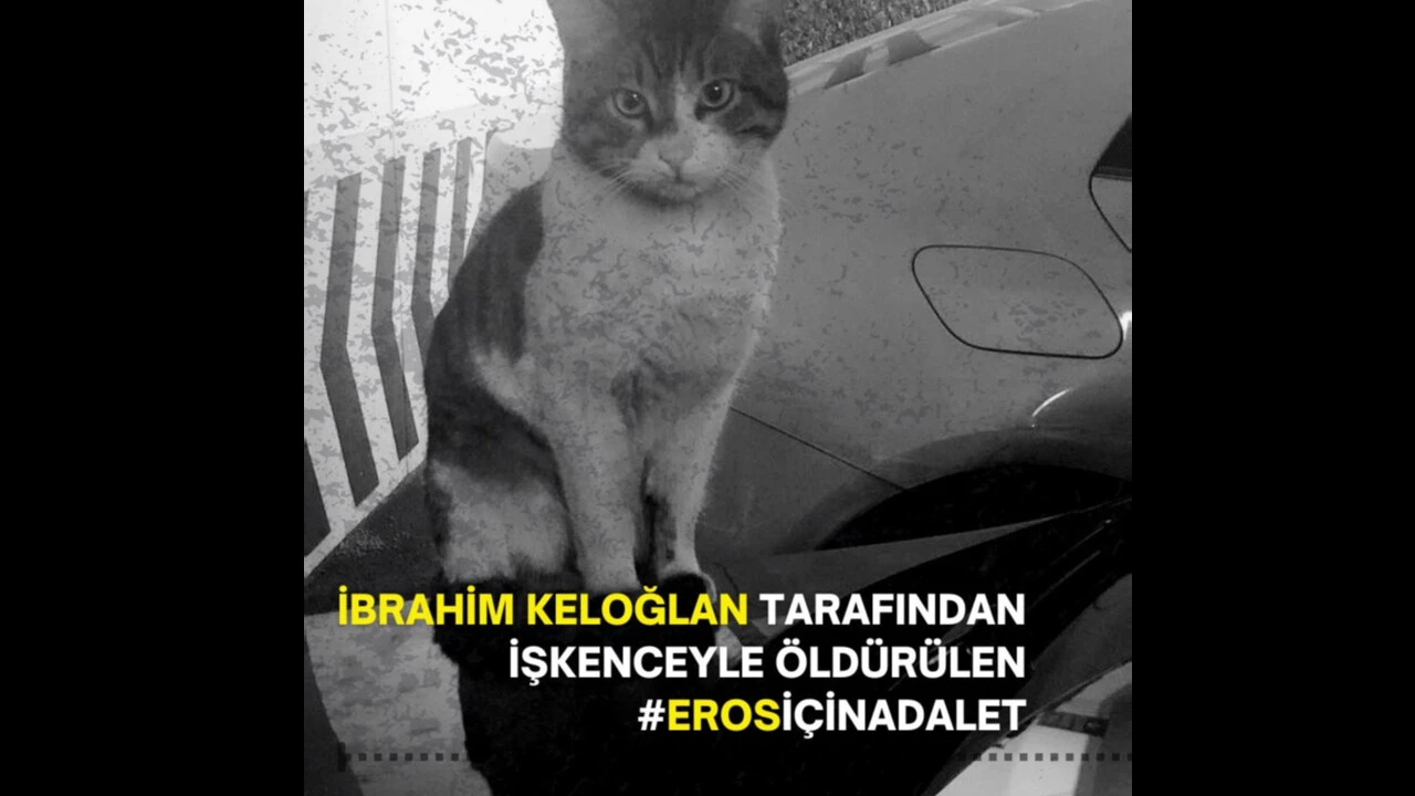 Kediyi ayağıyla ezerek öldürdü, herkes hep bir ağızdan bağırdı... İbrahim Keloğlan tutuklansın, katil istemiyoruz... - 4. Resim